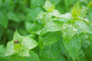 雨が降るたびに、雨と一緒に外壁の汚れを落としてくれる「親水性塗料」というものがあります。